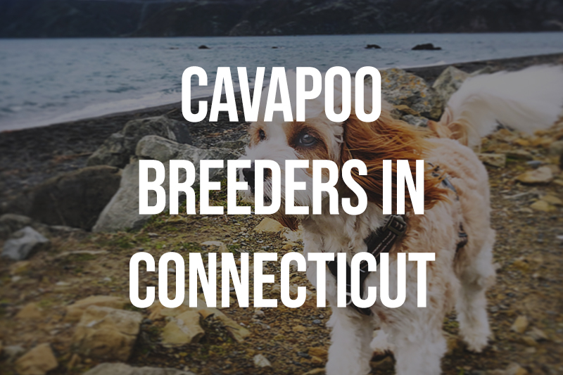 Cavapoo Breeders in Connecticut CT