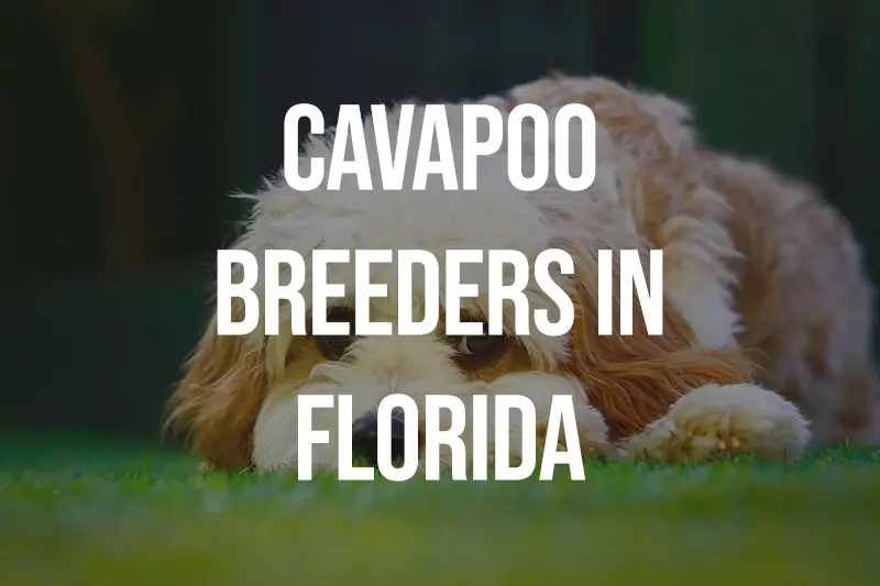 Cavapoo Breeders in Florida FL