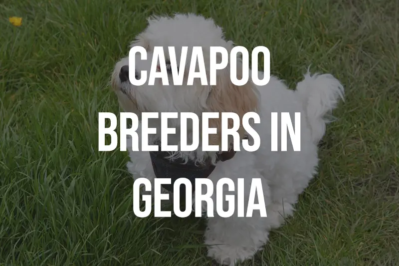 Cavapoo Breeders in Georgia GA
