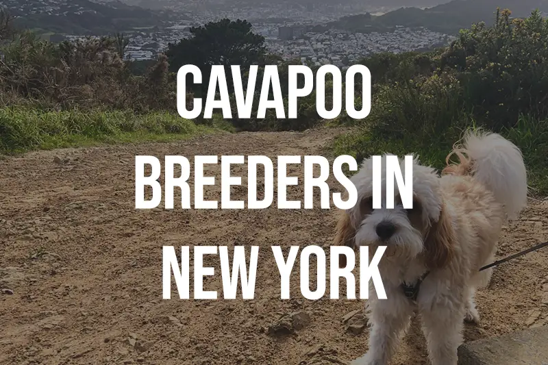 Cavapoo Breeders in New York NY