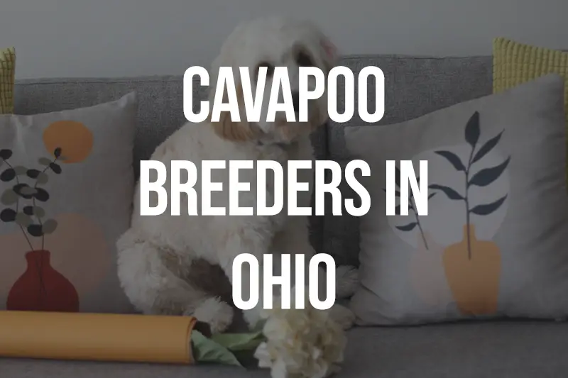 Cavapoo Breeders in Ohio OH
