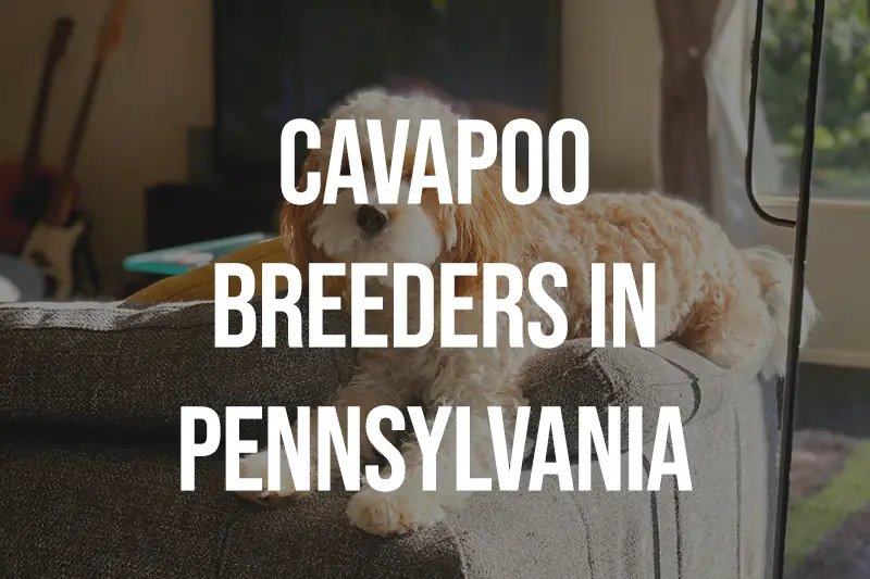 Cavapoo Breeders in Pennsylvania PA