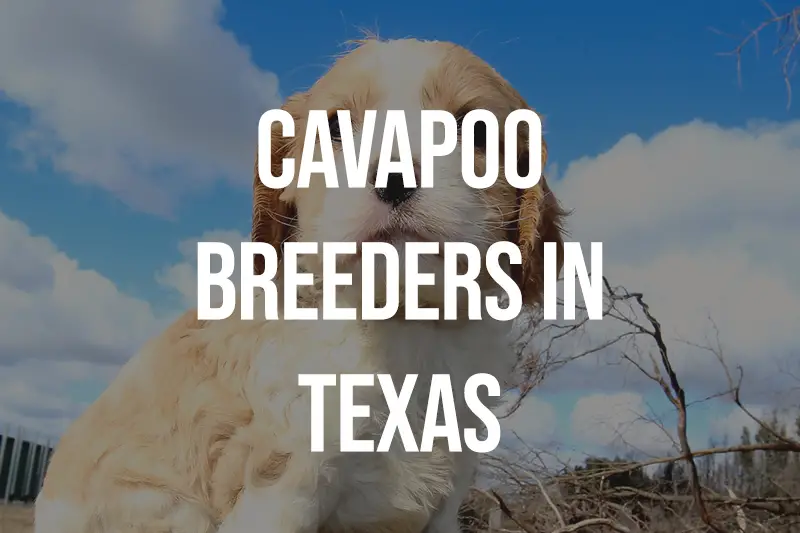 Cavapoo Breeders in Texas TX