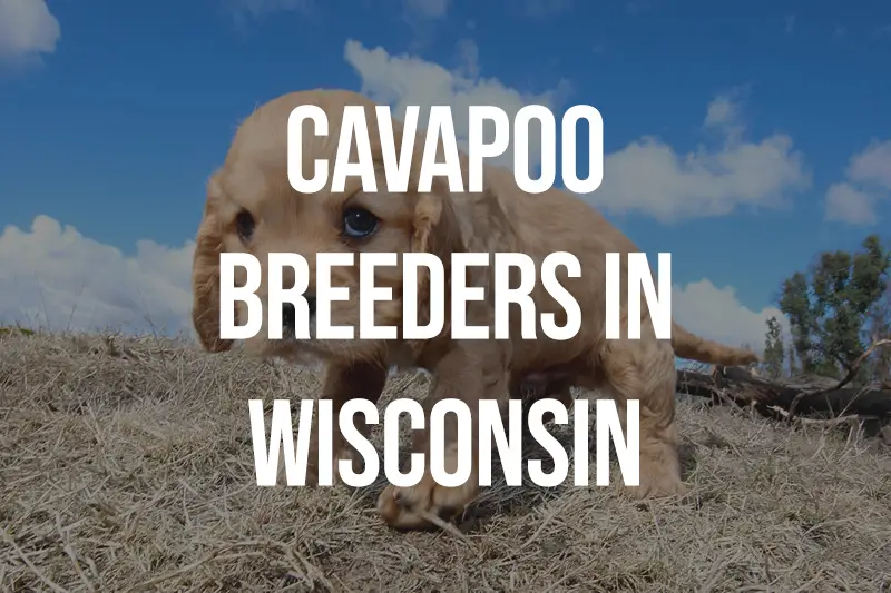 Cavapoo Breeders in Wisconsin WI