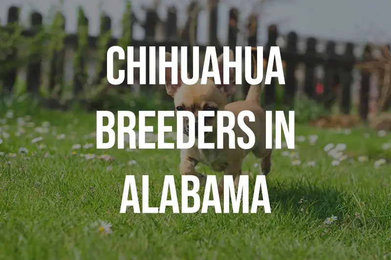 Chihuahua Breeders in Alabama AL