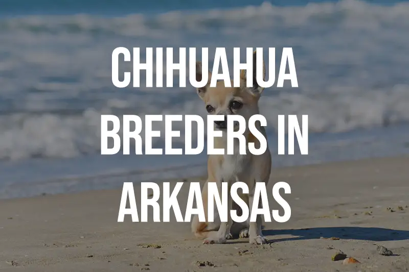 Chihuahua Breeders in Arkansas AR