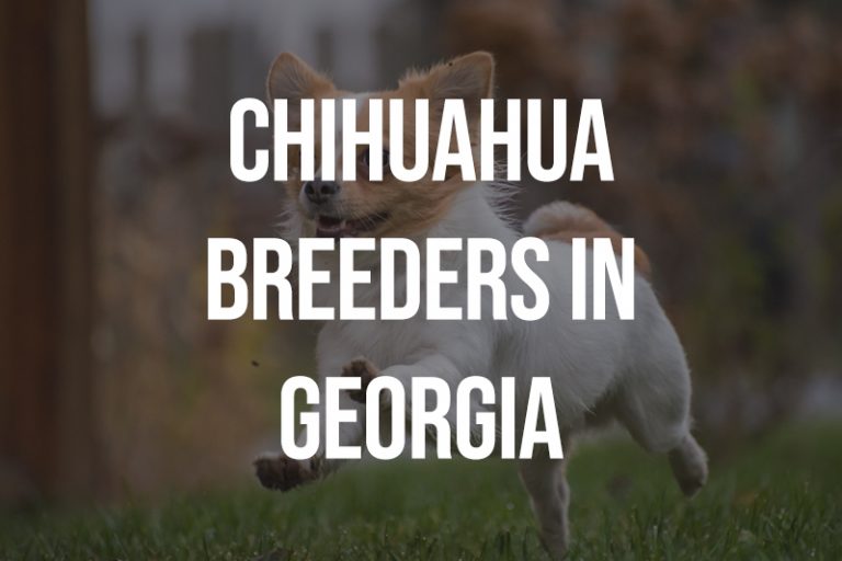 8 Chihuahua Breeders in GA Puppies for Sale
