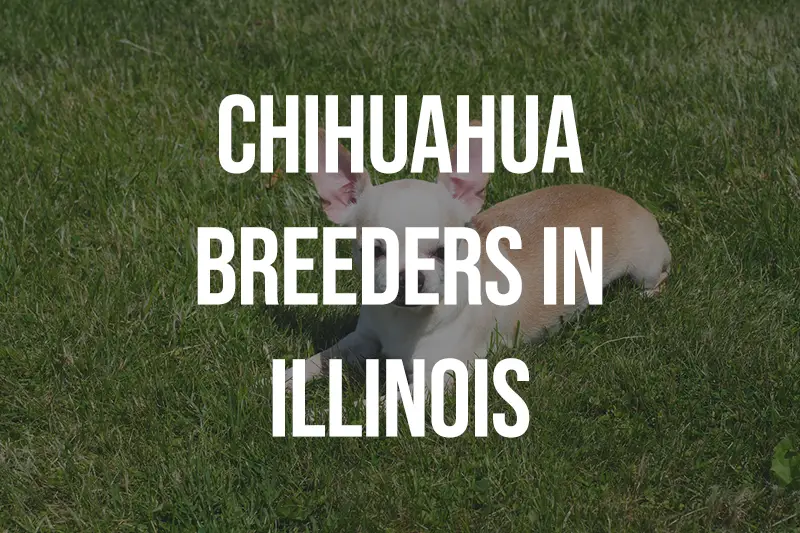 Chihuahua Breeders in Illinois IL