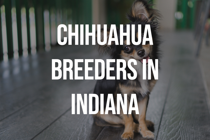 Chihuahua Breeders in Indiana IN
