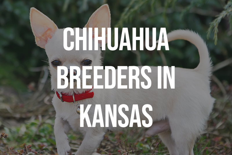 Chihuahua Breeders in Kansas KS