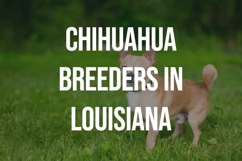 Chihuahua Breeders in Louisiana LA