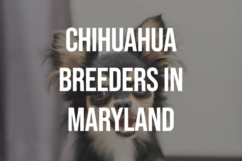 Chihuahua Breeders in Maryland MD