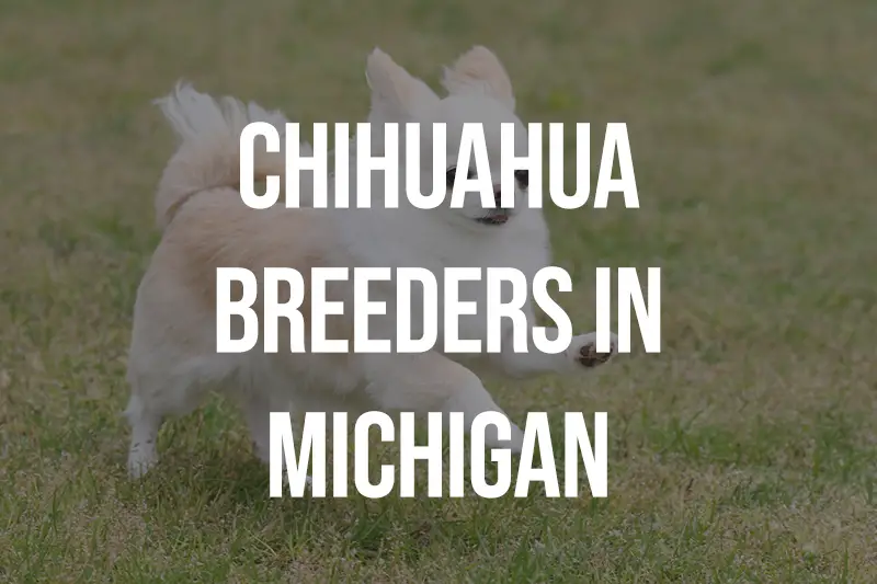 Chihuahua Breeders in Michigan MI