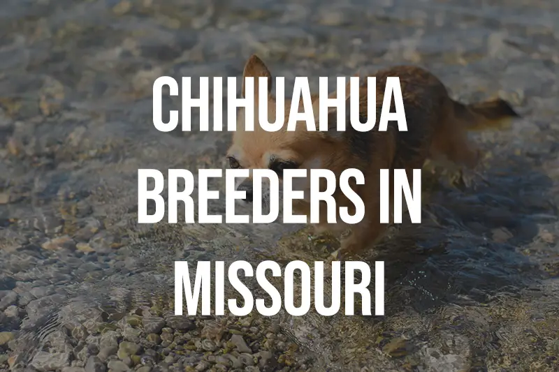Chihuahua Breeders in Missouri MO