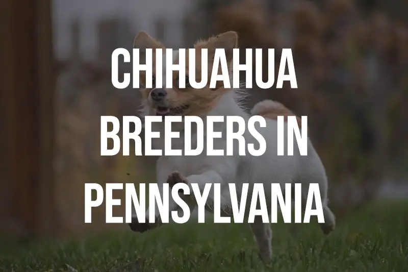 Chihuahua Breeders in Pennsylvania PA