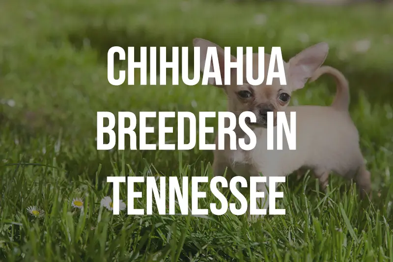 Chihuahua Breeders in Tennessee TN