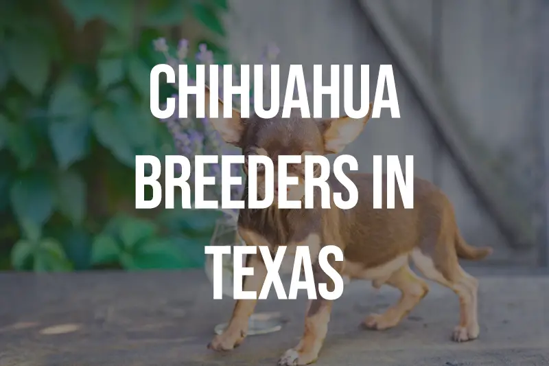 Chihuahua Breeders in Texas TX
