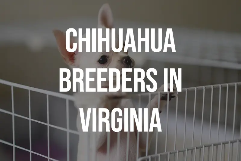 Chihuahua Breeders in Virginia VA