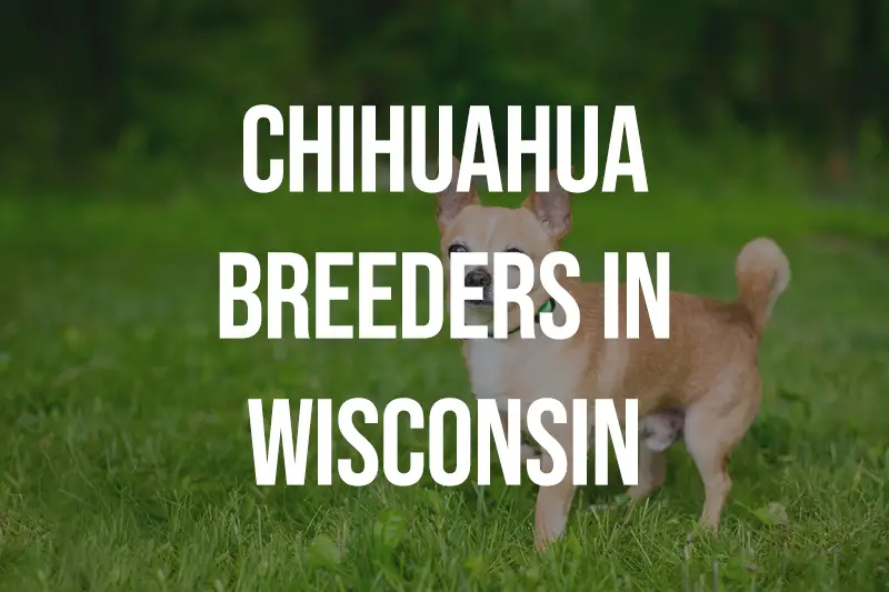 Chihuahua Breeders in Wisconsin WI