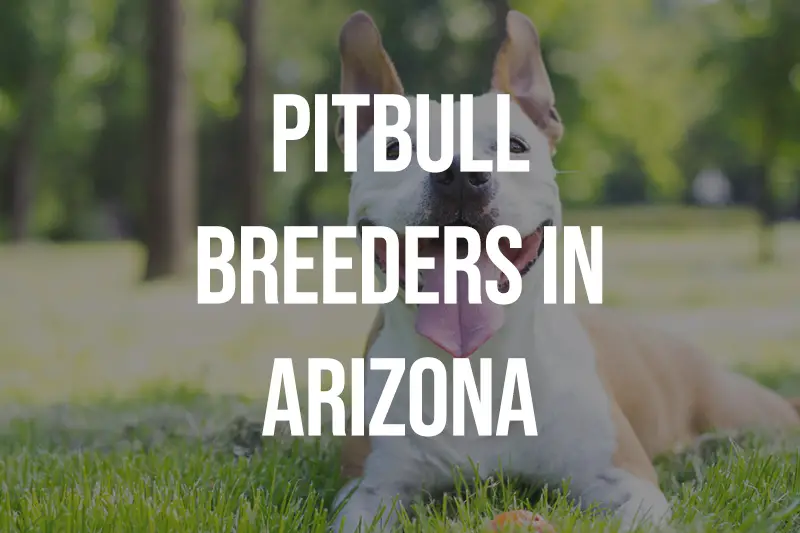 Pitbull Breeders in Arizona AZ