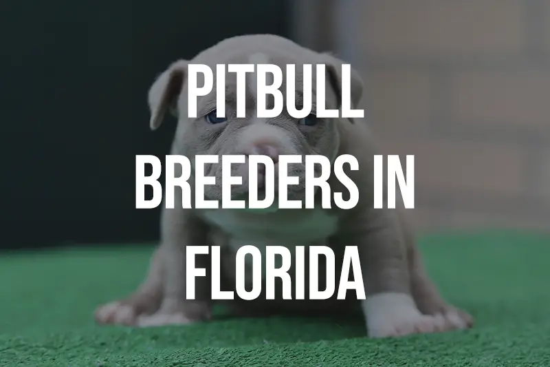 Pitbull Breeders in Florida FL