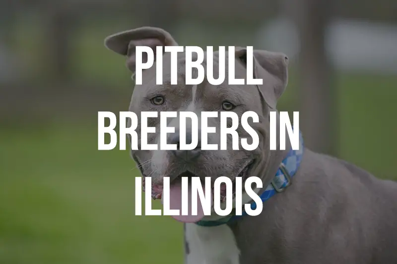 Pitbull Breeders in Illinois IL