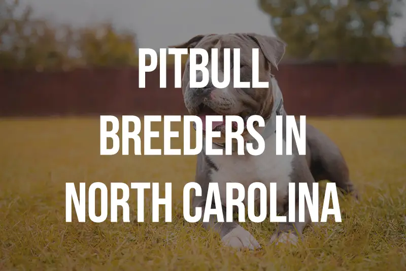 Pitbull Breeders in North Carolina NC