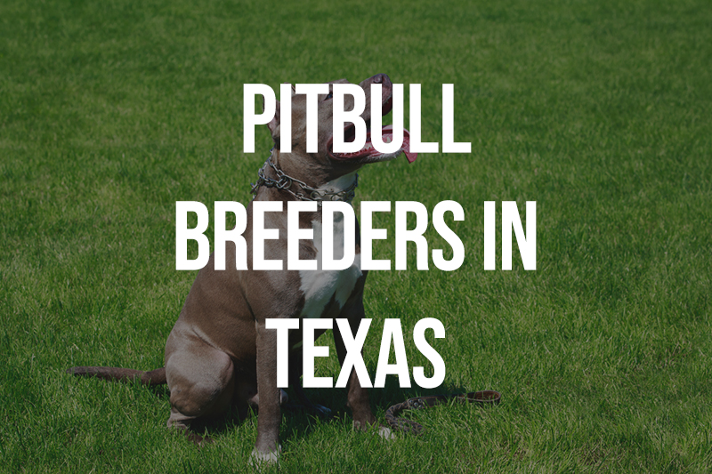 Pitbull Breeders in Texas TX