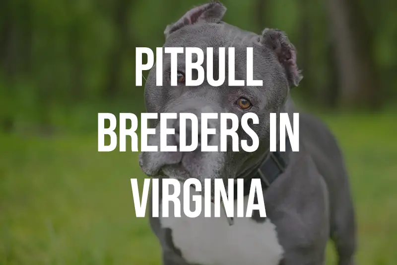 Pitbull Breeders in Virginia VA
