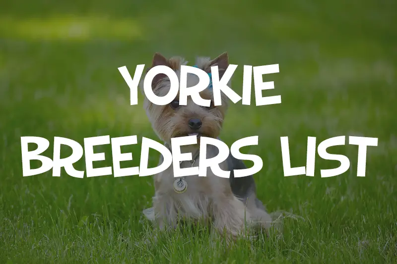 Yorkie Breeders List