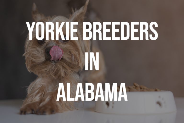 8 Yorkie Breeders in Alabama AL Puppies for Sale