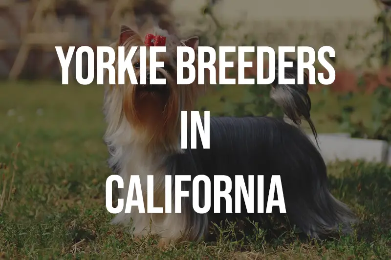 Yorkie Breeders in California CA