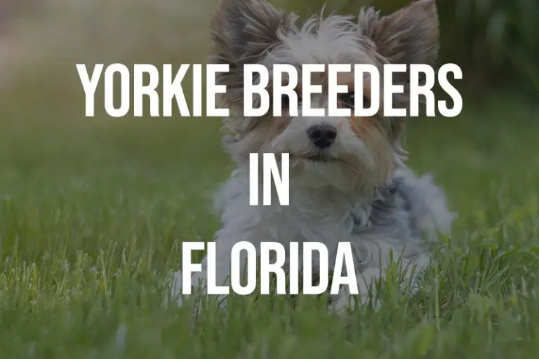 10 Yorkie Breeders in Florida FL Puppies for Sale