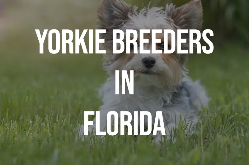 Yorkie Breeders in Florida FL