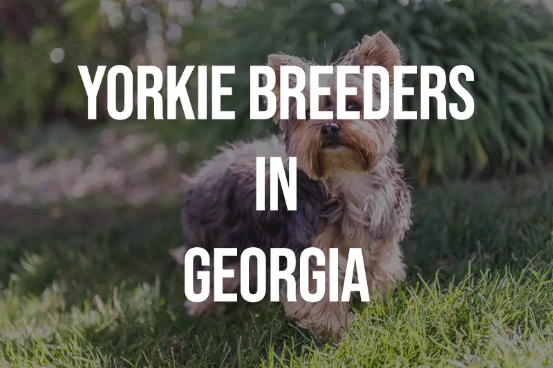 Yorkie Breeders in Georgia GA