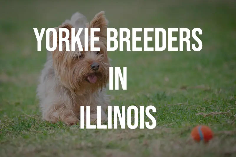 Yorkie Breeders in Illinois IL