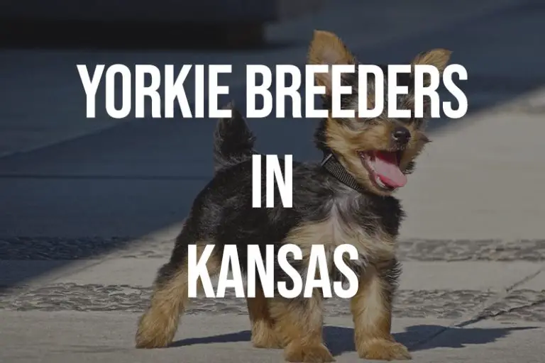5 Yorkie Breeders in Kansas KS Puppies for Sale