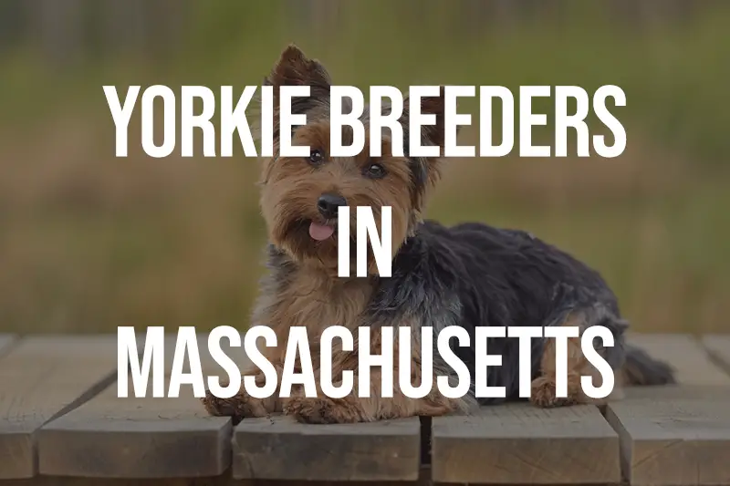 Yorkie Breeders in Massachusetts MA