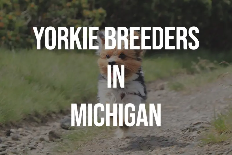 Yorkie Breeders in Michigan MI