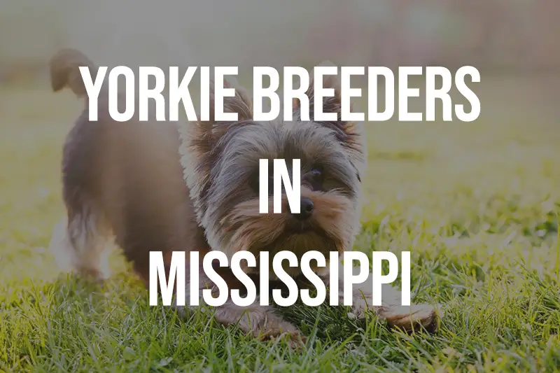 Yorkie Breeders in Mississippi MS
