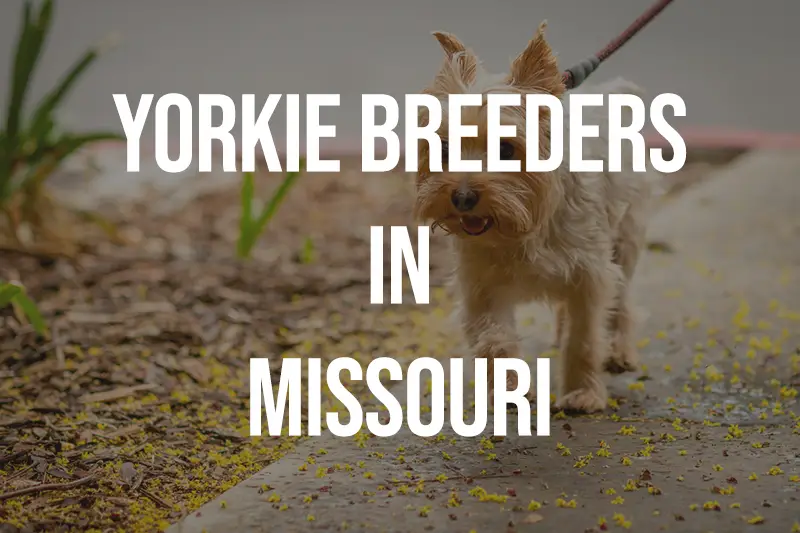 Yorkie Breeders in Missouri MO