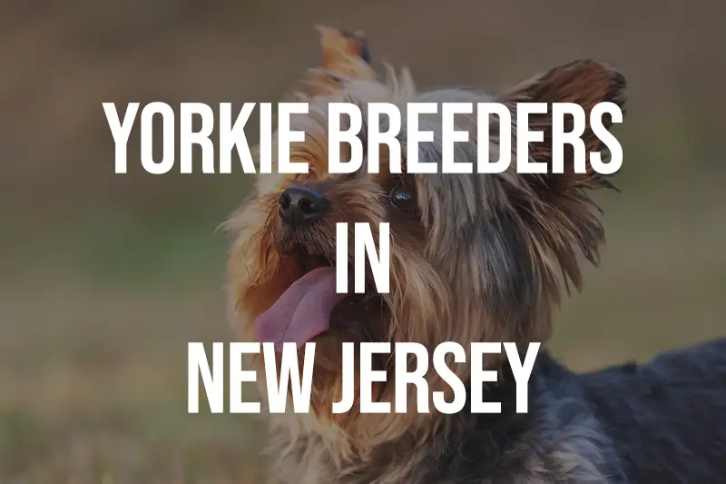 Yorkie Breeders in New Jersey NJ