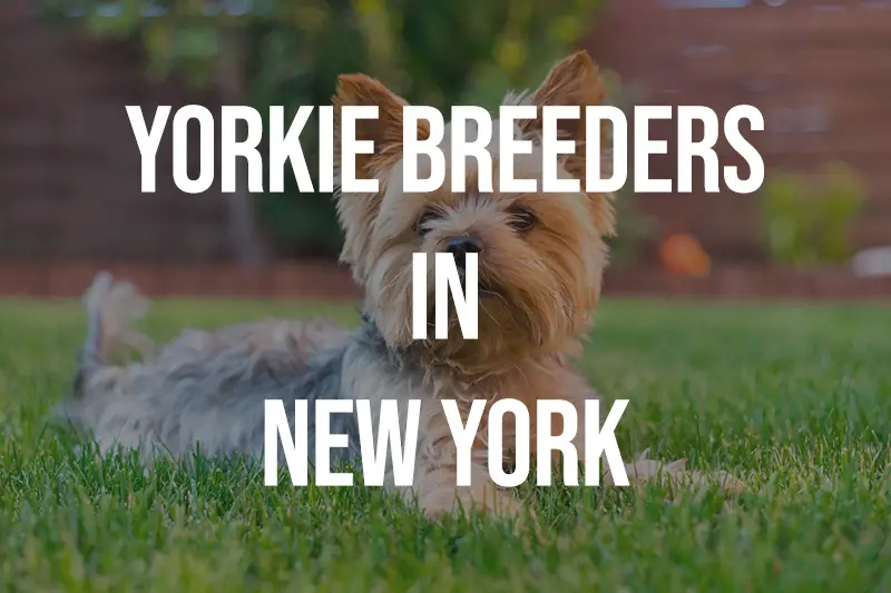 Yorkie Breeders in New York NY