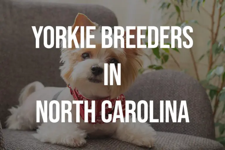 9 Yorkie Breeders in North Carolina NC Puppies for Sale