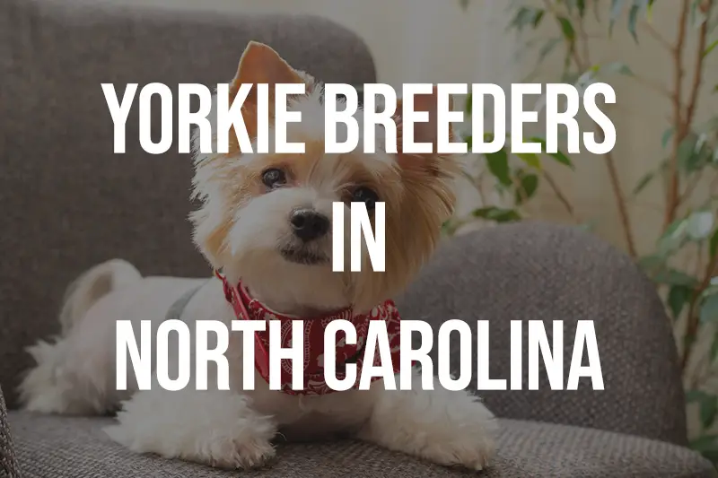 Yorkie Breeders in North Carolina NC