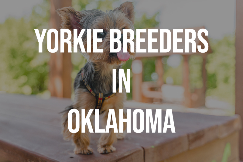 Yorkie Breeders in Oklahoma OK