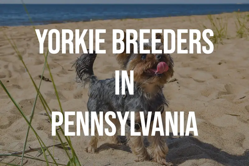 Yorkie Breeders in Pennsylvania PA