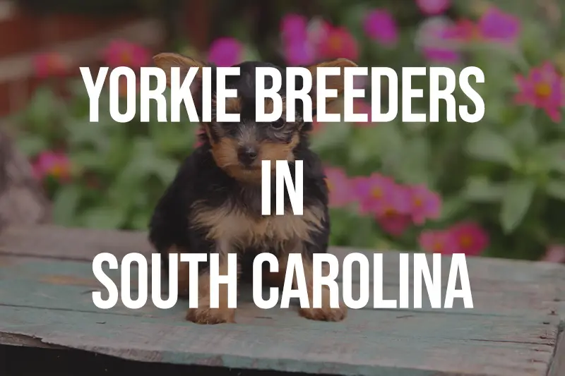 Yorkie Breeders in South Carolina SC