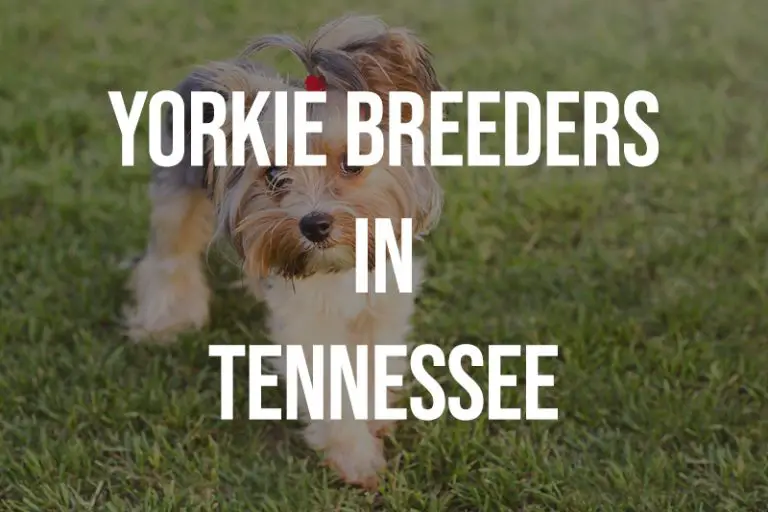 8 Yorkie Breeders in Tennessee TN Puppies for Sale