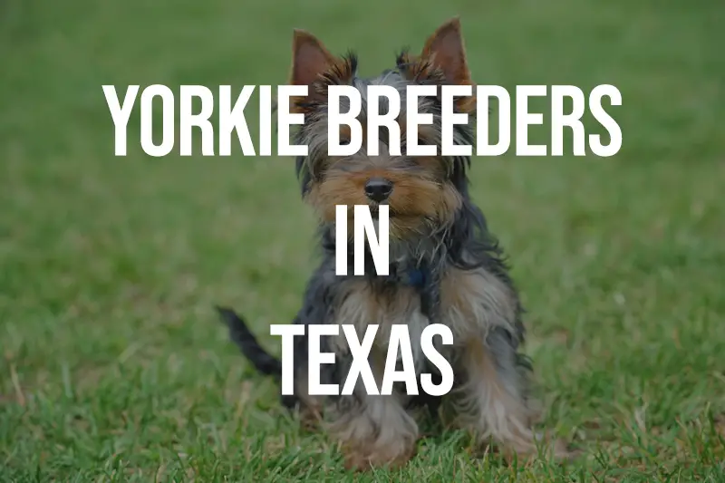 Yorkie Breeders in Texas TX